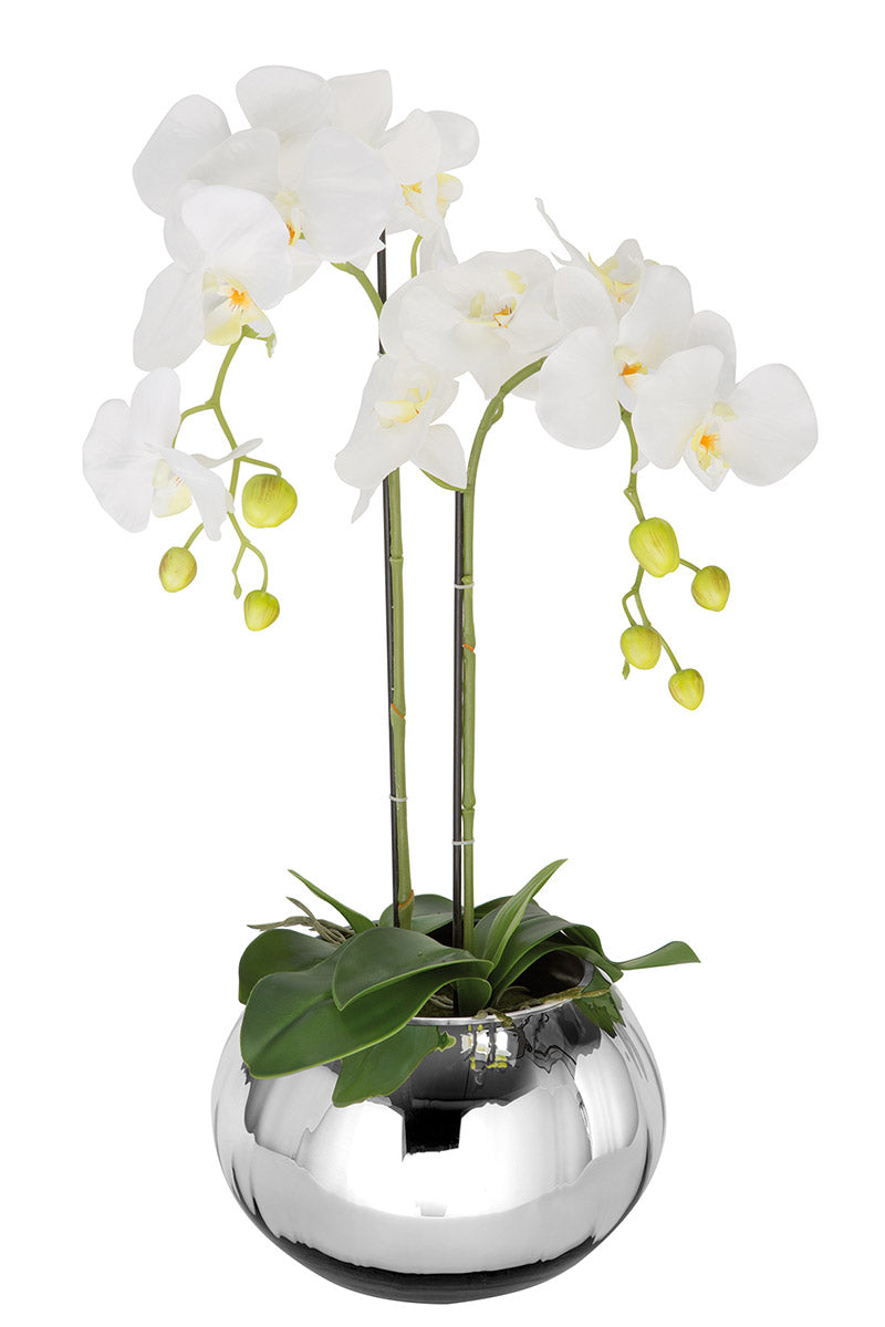 Orchidée sur balle de mousse