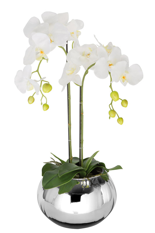 Orchidée sur balle de mousse